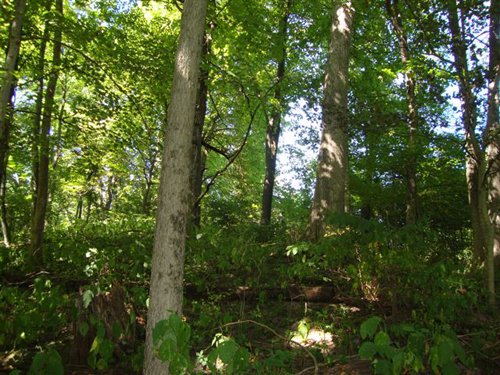 Property photo 6 - 75.5 Acres Offered in 5 Tracts